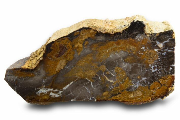 Petrified Wood (Sycamore) Stand-Up - Parker, Colorado #334930